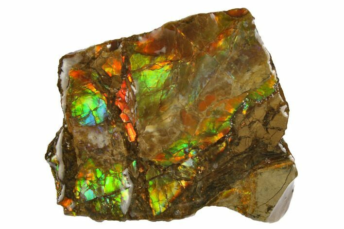 Iridescent Ammolite (Fossil Ammonite Shell) - Alberta, Canada #147428